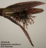 Bulbophyllum setuliferum  (9)